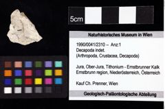 Foto (Objket + Etiketten) von Decapoda indet. 